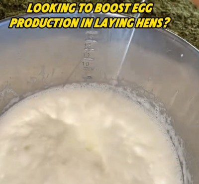Ønsker du at øge ægproduktionen hos høns?